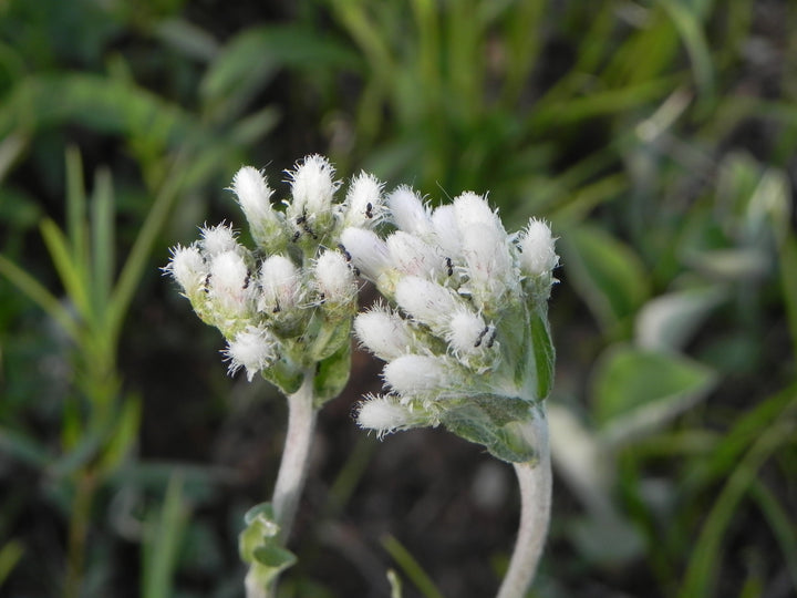 Flower Seeds, Seeds,Seeds For Planting,Plant Seeds