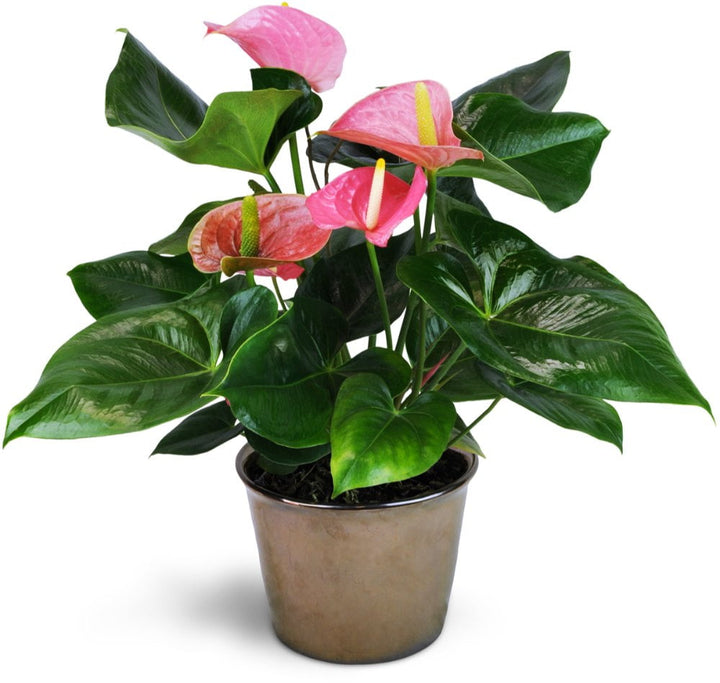 Anthurium Flower Seeds for Planting – Heirloom Non-GMO, High Germination Organic Garden Seeds