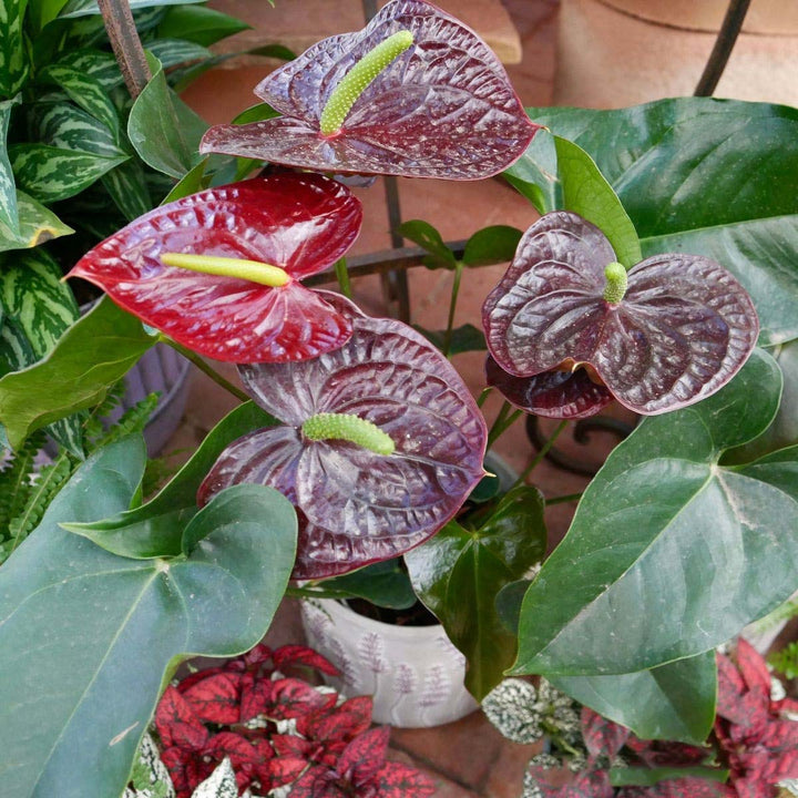 Burgundy Anthurium Flower Seeds for Planting – Heirloom, Non-GMO, Cottage Garden Essential, High Germination
