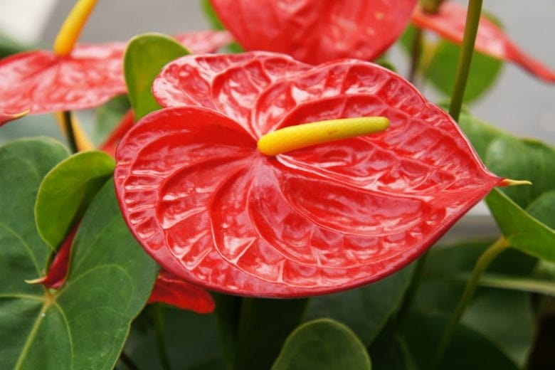 Red Anthurium Andraeanu Flower Seeds for Planting – Heirloom, Non-GMO, Sun Loving, High Germination