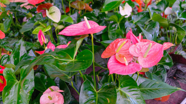 Anthurium Andraeanu Pink Flower Seeds for Planting - Shade Tolerant, Heirloom & GMO Free Seeds for Home Garden