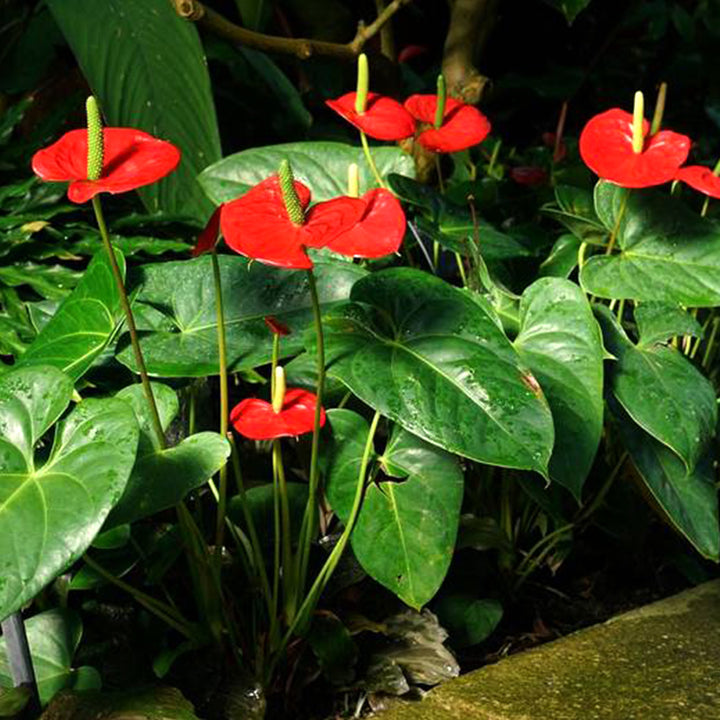 Anthurium Red Green Flower Seeds for Planting – Heirloom, Non-GMO, High Germination Organic Garden Seeds