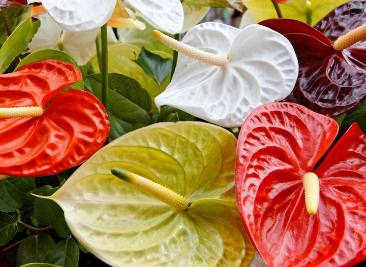 Multi-Colour Anthurium Flower Seeds for Planting – Heirloom Non-GMO, High Germination Organic Garden Seeds