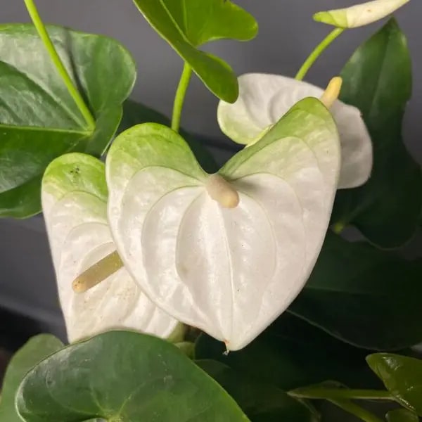 White Green Anthurium Flower Seeds for Planting – Heirloom, Non-GMO, High Germination Organic Garden Seeds