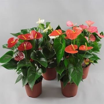 Anthurium Multi-Colour Flower Seeds for Planting – Heirloom, Non-GMO, High Germination Organic Garden Seeds
