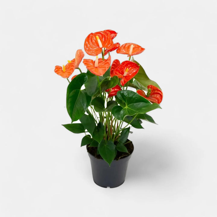 Anthurium Flower Seeds for Planting Orange Green – Compact Growth, Heirloom, Non-GMO, High Germination Organic Garden Seeds