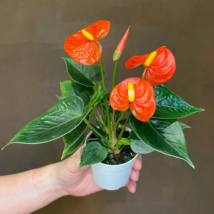 Heirloom Anthurium Flower Seeds for Planting – Shade Tolerant, Heirloom & Non-GMO Home Garden Seeds