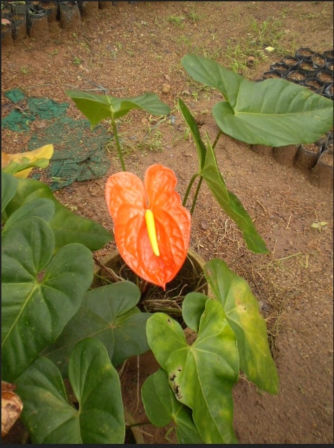 Orange Anthurium Flower Seeds for Planting – Heirloom, Non-GMO, High Germination Organic Garden Seeds