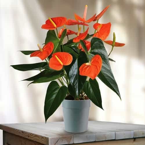 Orange Anthurium for Planting – Heirloom, Non-GMO Seeds for Home Garden, High Germination, Organic