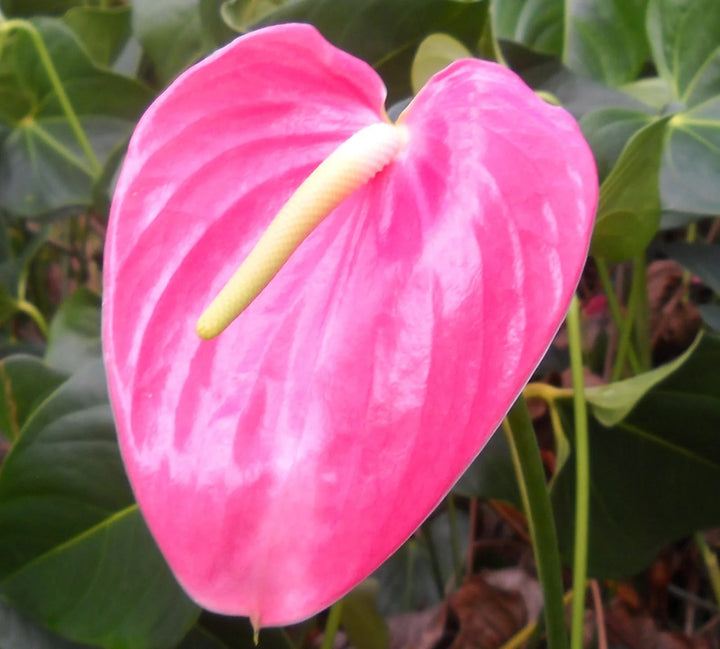 Dark Pink Anthurium Flower Seeds for Planting – Heirloom, Non-GMO, High Germination Organic Garden Seeds