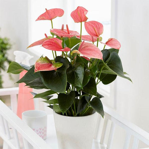 Flower Seeds, Seeds,Seeds For Planting,Plant Seeds