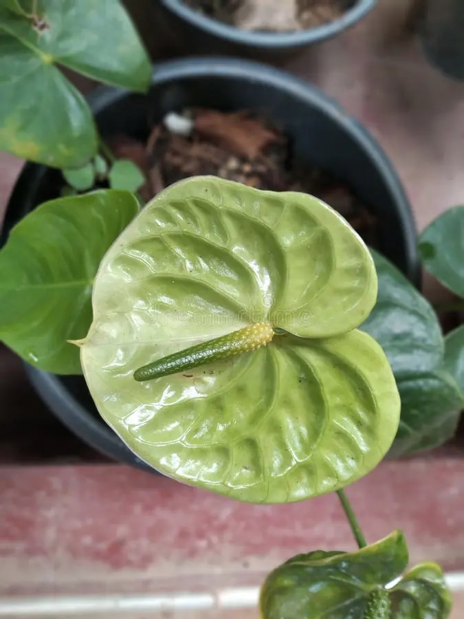 Light Green Anthurium Flower Seeds for Planting – Bright Blooms, Heirloom, Non-GMO Seeds for Home Garden