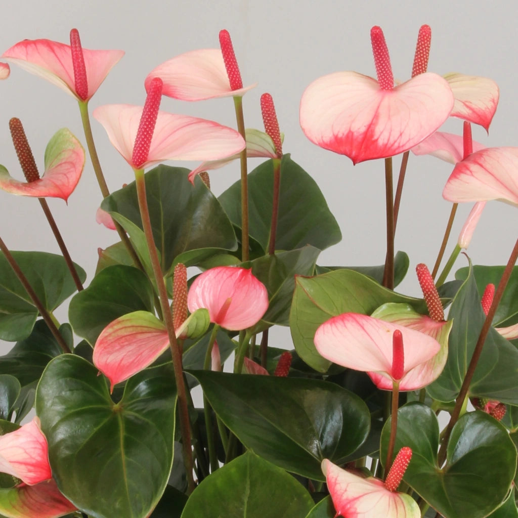 Anthurium White Red Flower Seeds for Planting 100 pcs - Perfect for Borders, Heirloom & GMO Free Seeds for Home Garden