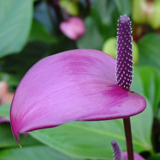 Violet Anthurium Linden Flower Seeds for Planting – Heirloom, Non-GMO, Drought-Tolerant Organic Garden Seeds