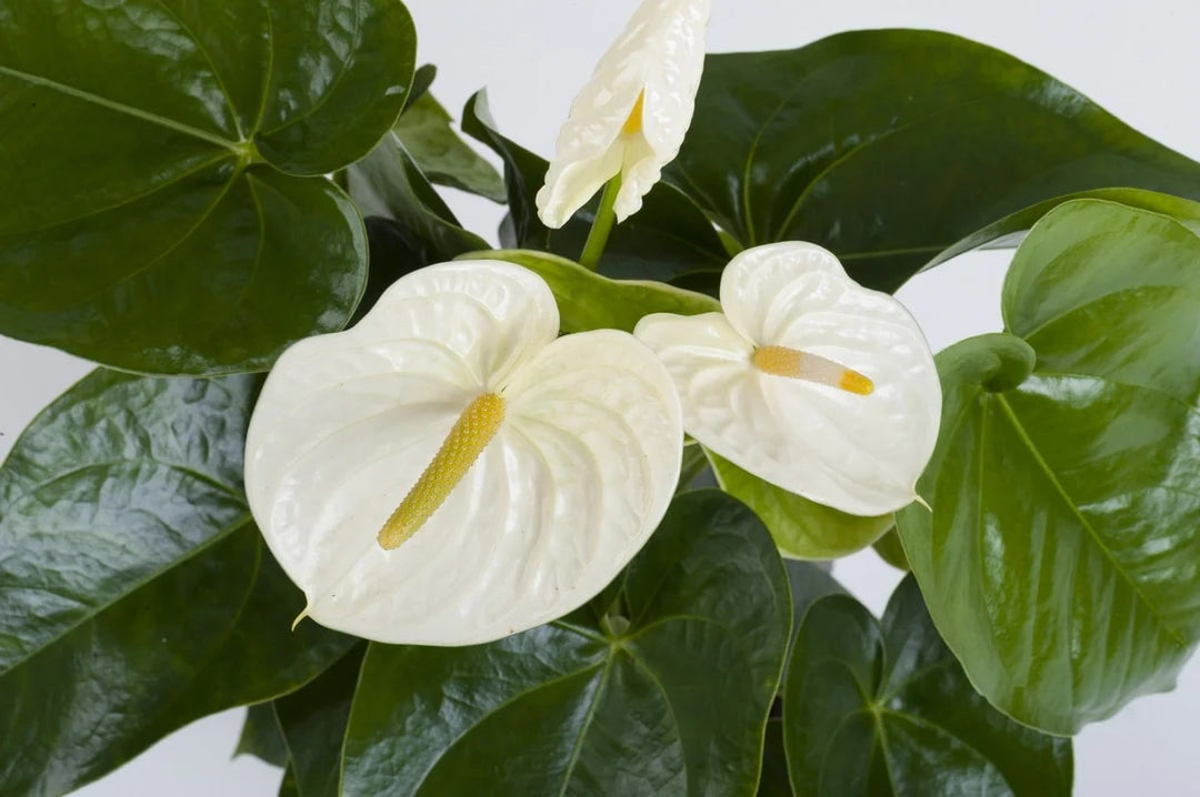 Anthurium Andraeanu White Flower Seeds for Planting – Heirloom, Non-GMO, High Germination Organic Garden Seeds