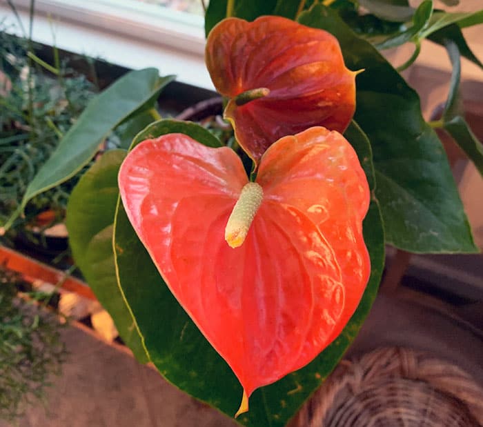 Anthurium Orange Flower Seeds for Planting – Heirloom Non-GMO, High Germination Organic Garden Seeds