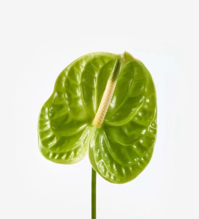 Green Anthurium Linden Flower Seeds for Planting – Heirloom Non-GMO High Germination Seeds