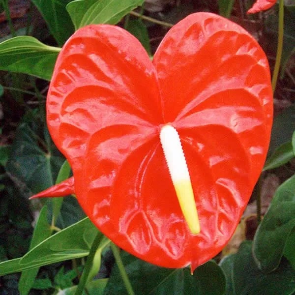 Anthurium Flower Seeds for Planting – Wildflower Mix Heirloom Non-GMO Organic Garden Seeds