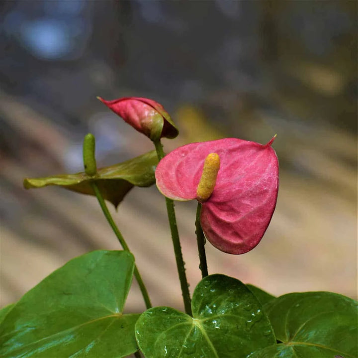 Pink Anthurium Flower Seeds for Planting – Heirloom, Non-GMO, Shade Tolerant, High Germination Seeds