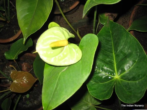 Green Anthurium Perennial Flower Seeds for Planting – Heirloom Non-GMO High Germination Organic Garden Seeds