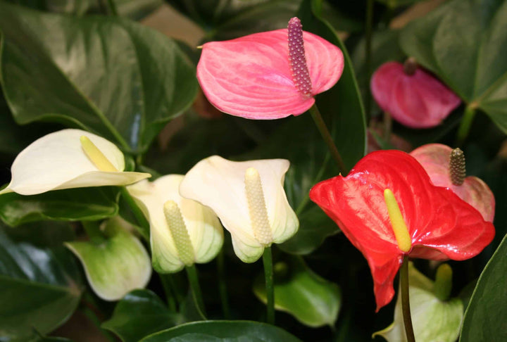 Anthurium Andraeanu Mixed Flower Seeds for Planting 100 pcs - Premium Quality, Heirloom & GMO Free Seeds for Home Garden