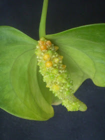 Anthurium Flower Seeds for Planting Green – Heirloom, Non-GMO, High Germination Organic Garden Seeds