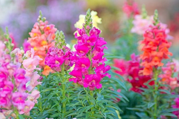 Snapdragon Flower Seeds for Planting – Heirloom, Non-GMO, High Germination Garden Favorite