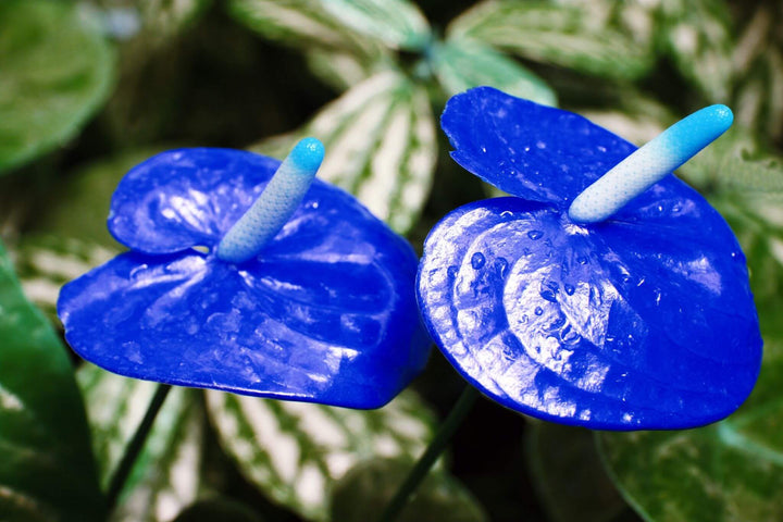 Blue Anthurium Flower seeds for Planting – Heirloom Non-GMO Seeds for Home Garden, High Germination