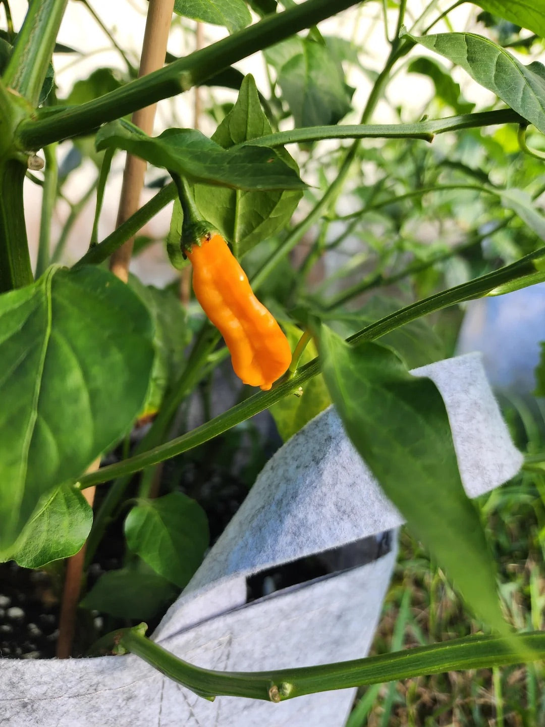Aji Mango Chile Pepper Seeds for Planting – Heirloom, Non-GMO, Fruity Hot Peppers – High Germination