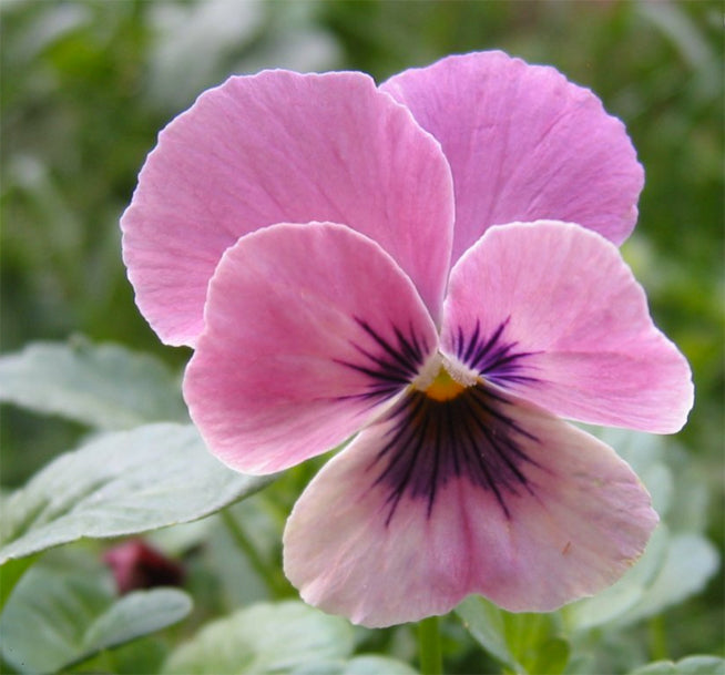 Pink White Pansy Flower Seeds for Planting – Colorful Display, Heirloom Non-GMO High Germination Garden Seeds
