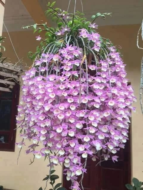 Dendrobium Aphyllum Flower Seeds for Planting – Heirloom, Non-GMO, Long Bloom Seeds