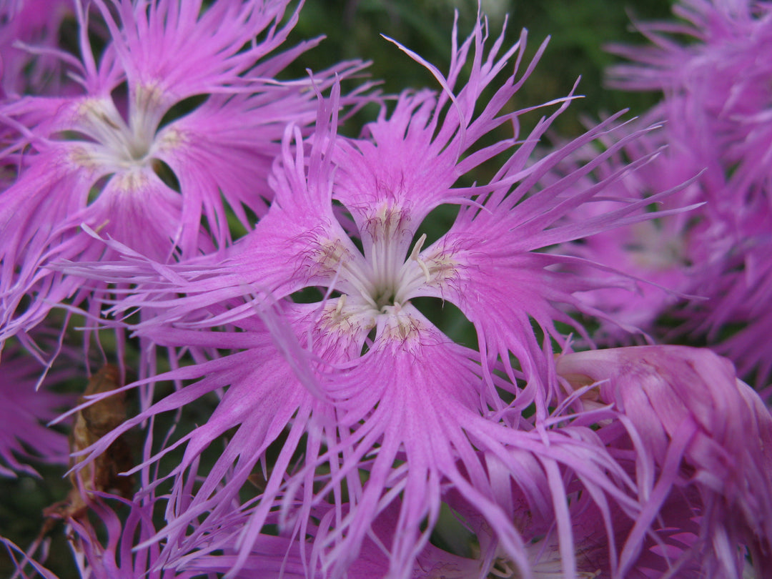 Pink Dianthus Superbus Flower Seeds for Planting – Fragrant & Hardy Perennial Blooms