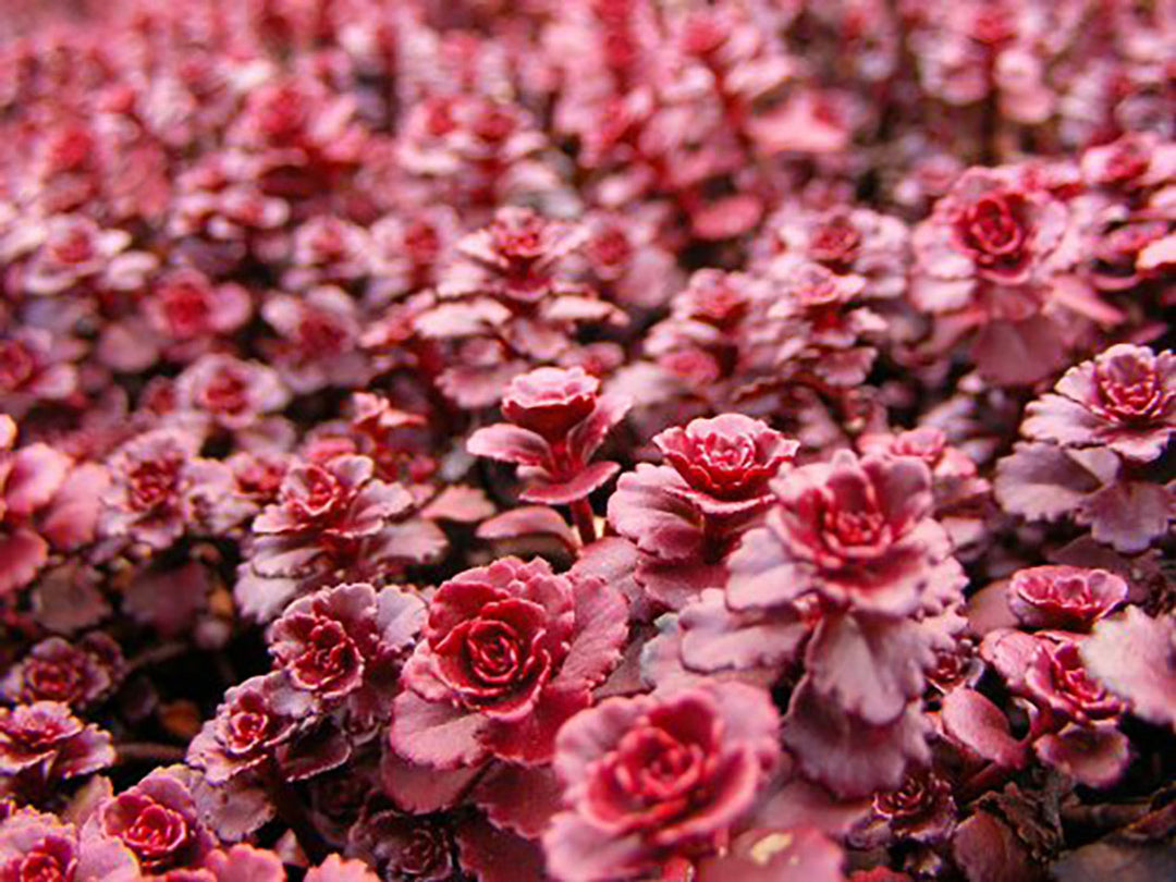 Sedum Dragons Blood Groundcover Flower Seeds for Planting – Heirloom, Non-GMO, High Germination