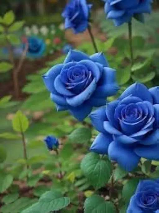 Sky Blue Unique Rose Flower Seeds for Planting – Heirloom, Non-GMO, Easy to Grow, High Germination