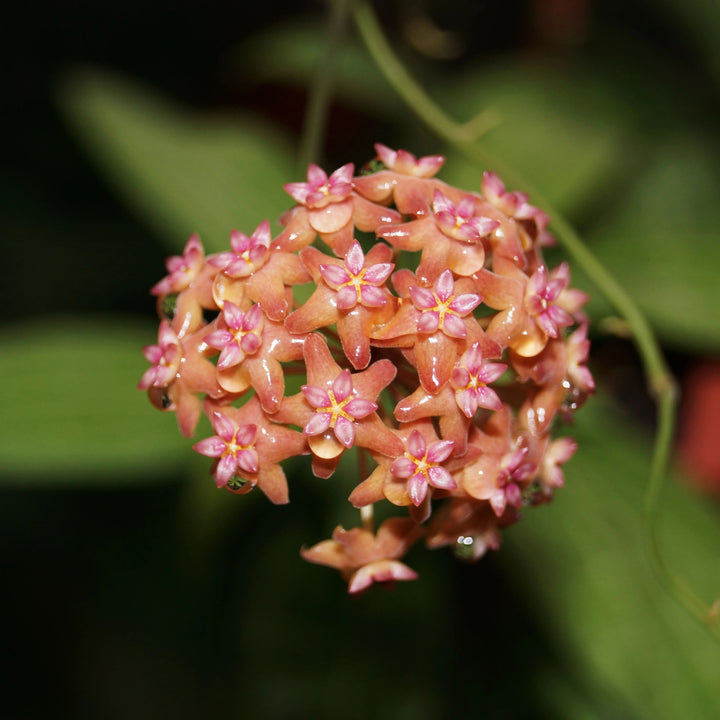 Light Orange Hoya Flower Seeds for Planting – Heirloom, Non-GMO, High Germination Organic Garden Seeds