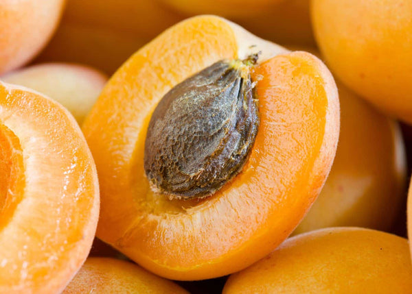 Apricot fruit seeds for planting – Heirloom & Non-GMO Garden seeds