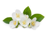 White Camellia Sinensis Flower Seeds for Planting - Heirloom, Non-GMO & High Germination Garden Seeds, 100pcs