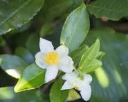 White Camellia Sinensis Flower Seeds for Planting - Heirloom, Non-GMO & High Germination Garden Seeds, 100pcs