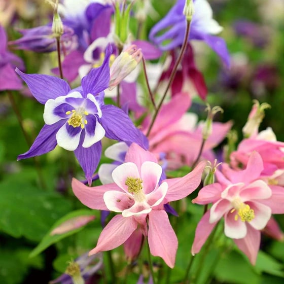 Light Blue Pink Aquilegia Flower Seeds for Planting – Heirloom, Non-GMO, Compact Growth, High Germination
