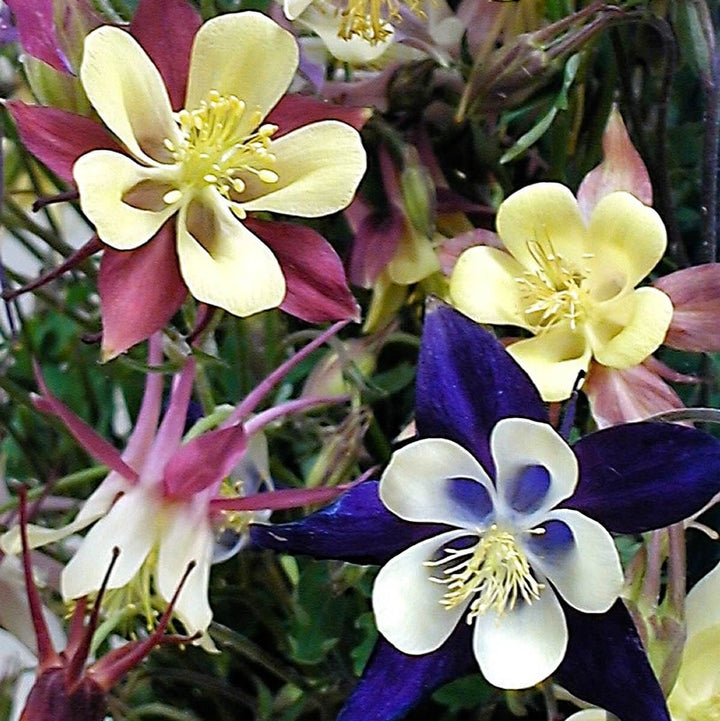 Columbine Biedermeier Flower Seeds for Planting – Heirloom, Non-GMO, Fragrant Organic Garden Seeds