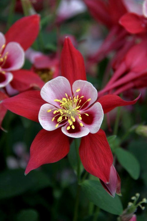 Red White Aquilegia Flower Seeds for Planting – Heirloom, Non-GMO, High Germination Organic Garden Seeds