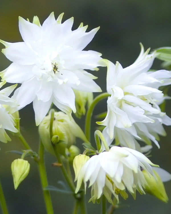 Flower Seeds, Seeds,Seeds For Planting,Plant Seeds
