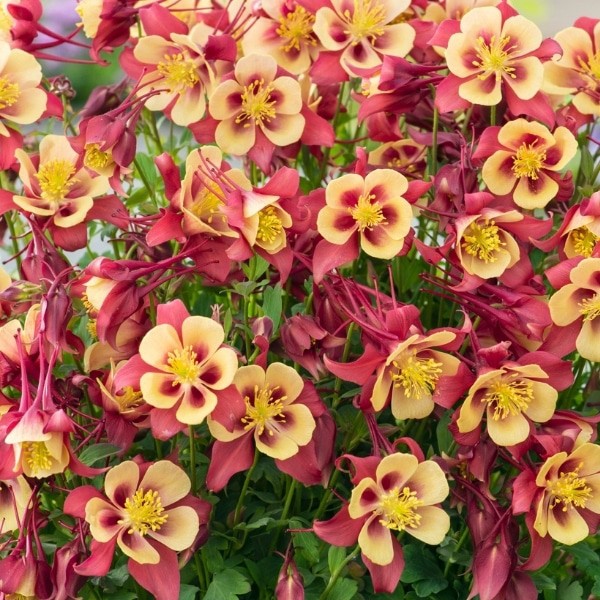 Yellow Red Aquilegia Flower Seeds for Planting – Heirloom Non-GMO High Germination Seeds