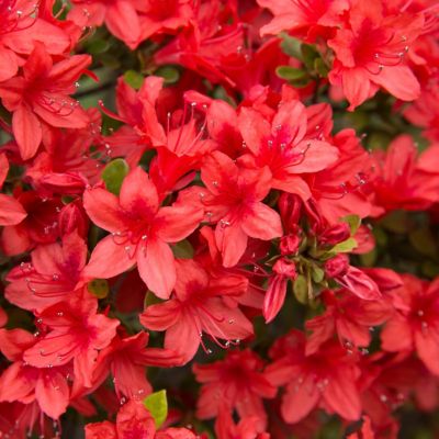 Dark Red Azalea Flower Seeds for Planting – Heirloom, Non-GMO, Pollinator Friendly, High Germination Organic Garden Seeds