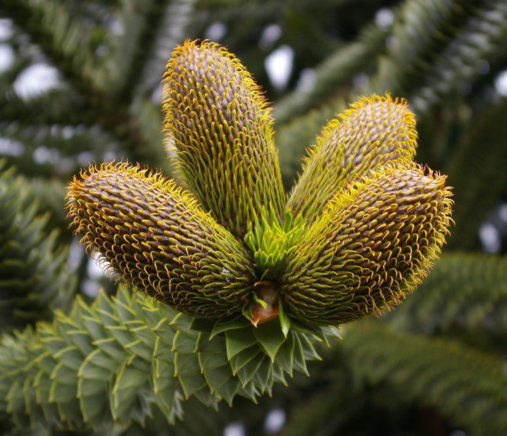 Araucaria Flower Seeds for Planting – Heirloom, Non-GMO, Shade Tolerant Garden Seeds