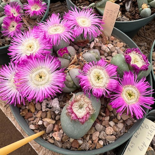 Argyroderma Flower Seeds for Planting – Heirloom, Non-GMO, High Germination Hardy Variety