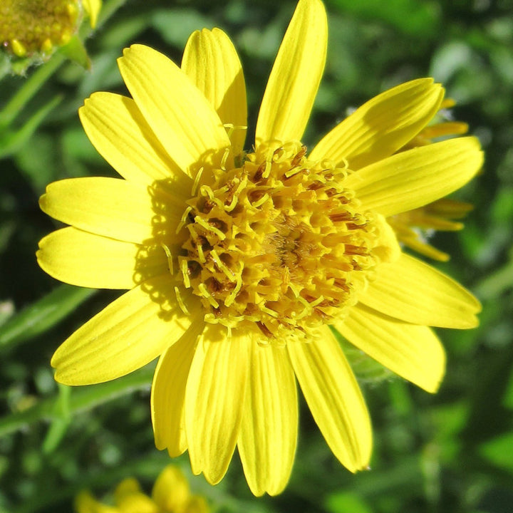 Yellow Meadow Arnica Flower Seeds for Planting – Heirloom, Non-GMO, High Germination Organic Garden Seeds