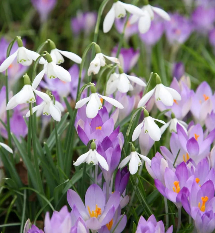 Lavender Amaryllis Flower Seeds for Planting – Heirloom, Non-GMO, Garden Favorite, High Germination