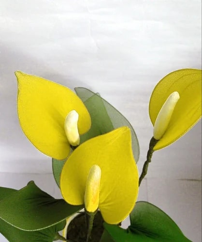 Yellow Anthurium Flower Seeds for Planting – Heirloom, Non-GMO, High Germination Organic Garden Seeds
