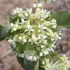 Flower Seeds, Seeds,Seeds For Planting,Plant Seeds